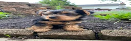 Yorkshire Terrier dogs for sale: Timmy - Ad 6