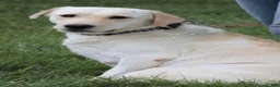 Labrador Retriever dogs for sale: Sparkle - Ad 6