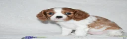 Cavalier King Charles Spaniel dogs for sale: Romeo  - Ad 9