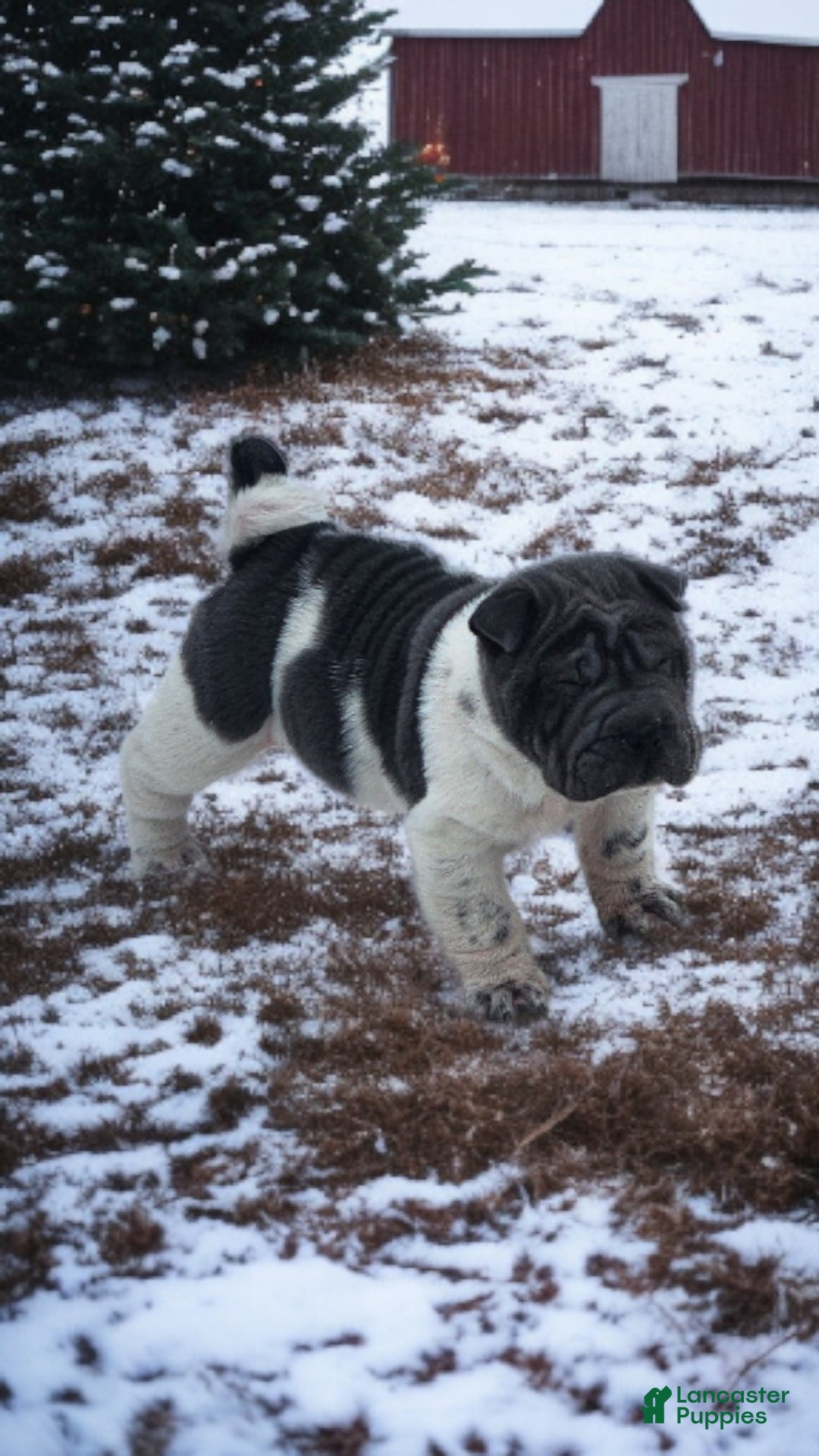 Shar Pei dogs for sale: Bluebelle blue flower mini  - Ad 10