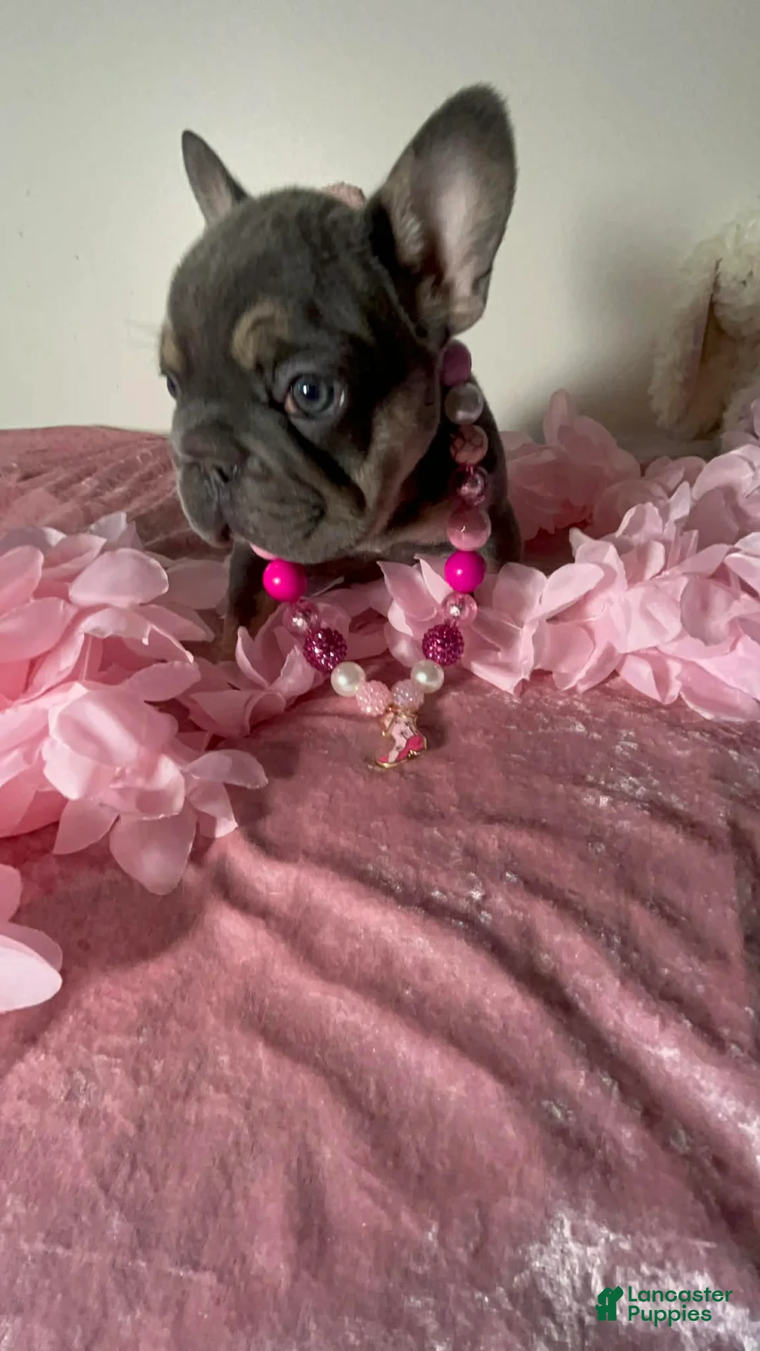 French Bulldog dogs for sale: French Bulldog Tiny Micro Cocoa Blue & Tan Big Rope 6 panel health clear - Ad 2