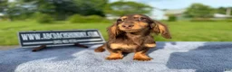 Miniature Dachshund dogs for sale: Russian AKC boy - Ad 5
