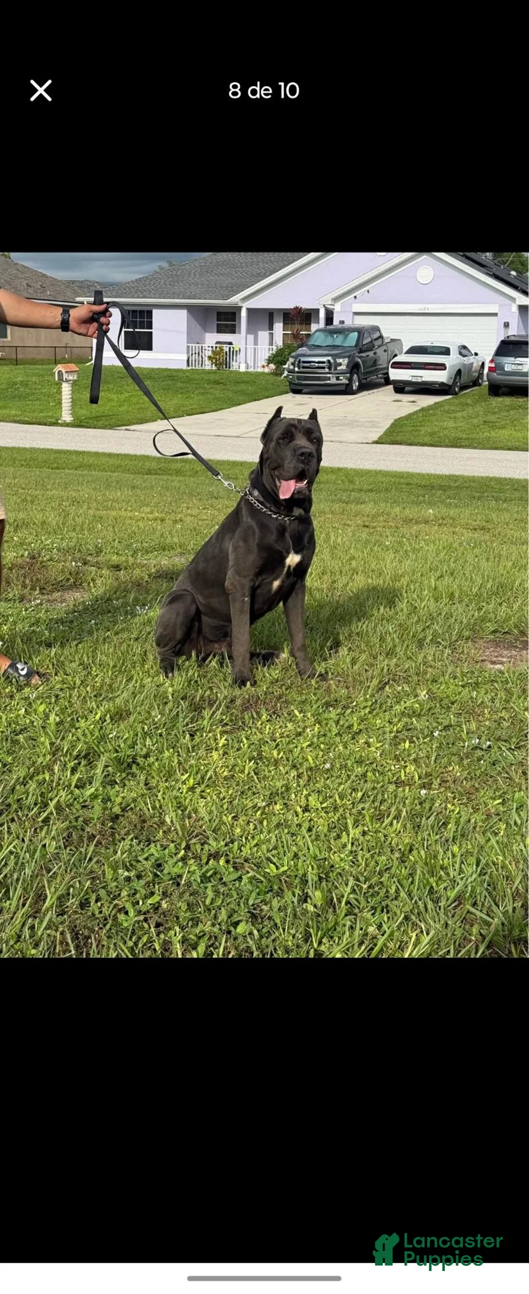Cane Corso dogs for sale: Cane Corso 1 - Ad 8