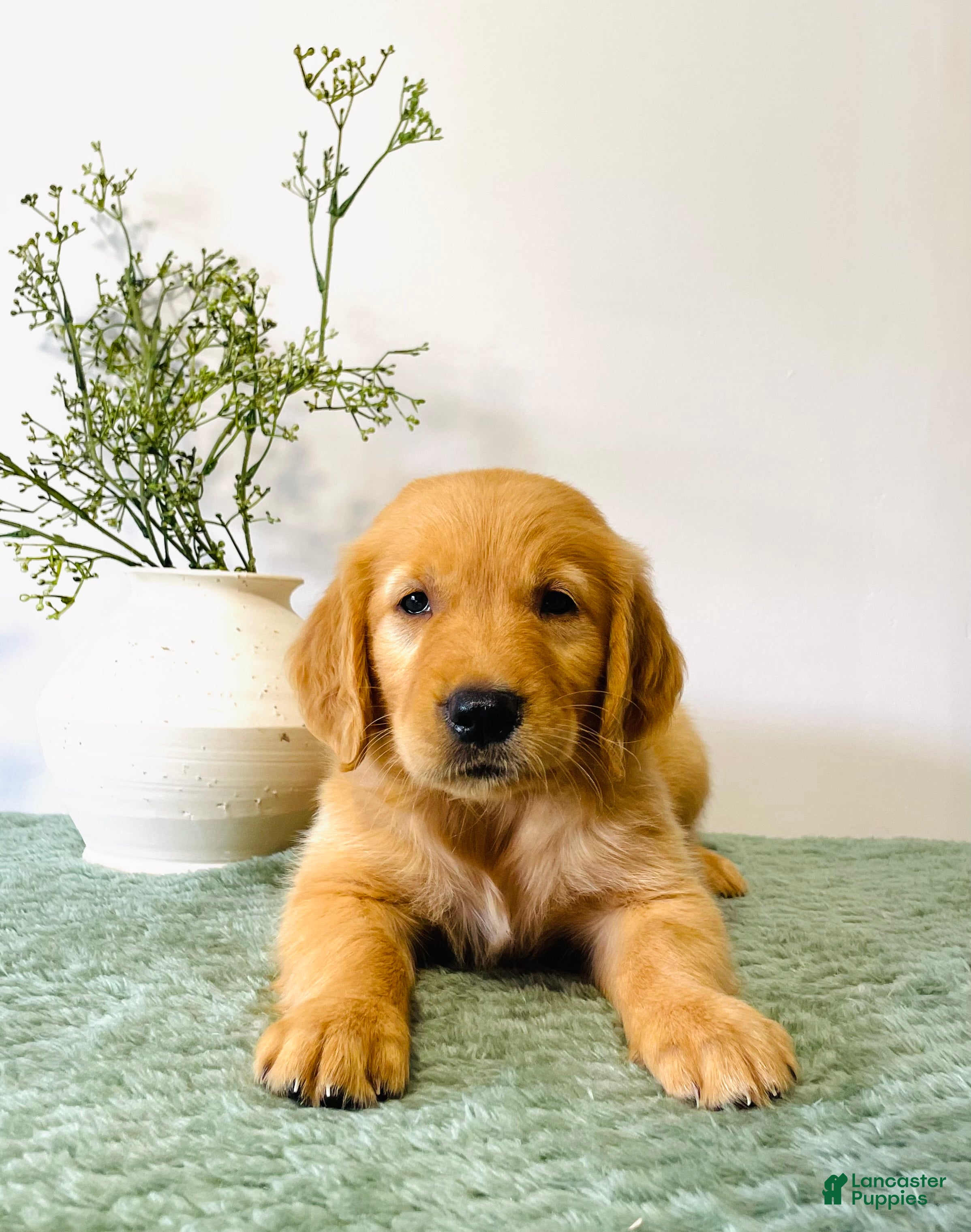 Golden Retriever dogs Duke - Ad 2