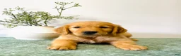 Golden Retriever dogs for sale: Duke - Ad 2