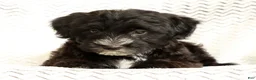 Yochon dogs for sale: Rover - Ad 2
