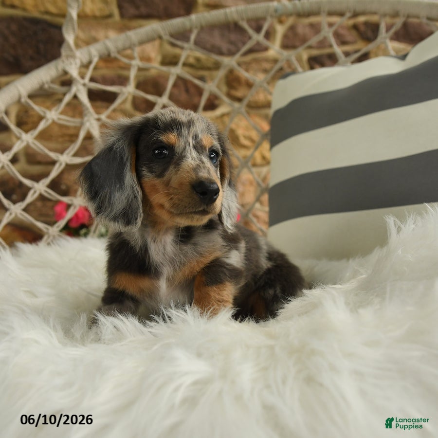 Dachshund dogs Jake - Ad 2