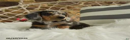 Dachshund dogs for sale: Jake - Ad 2