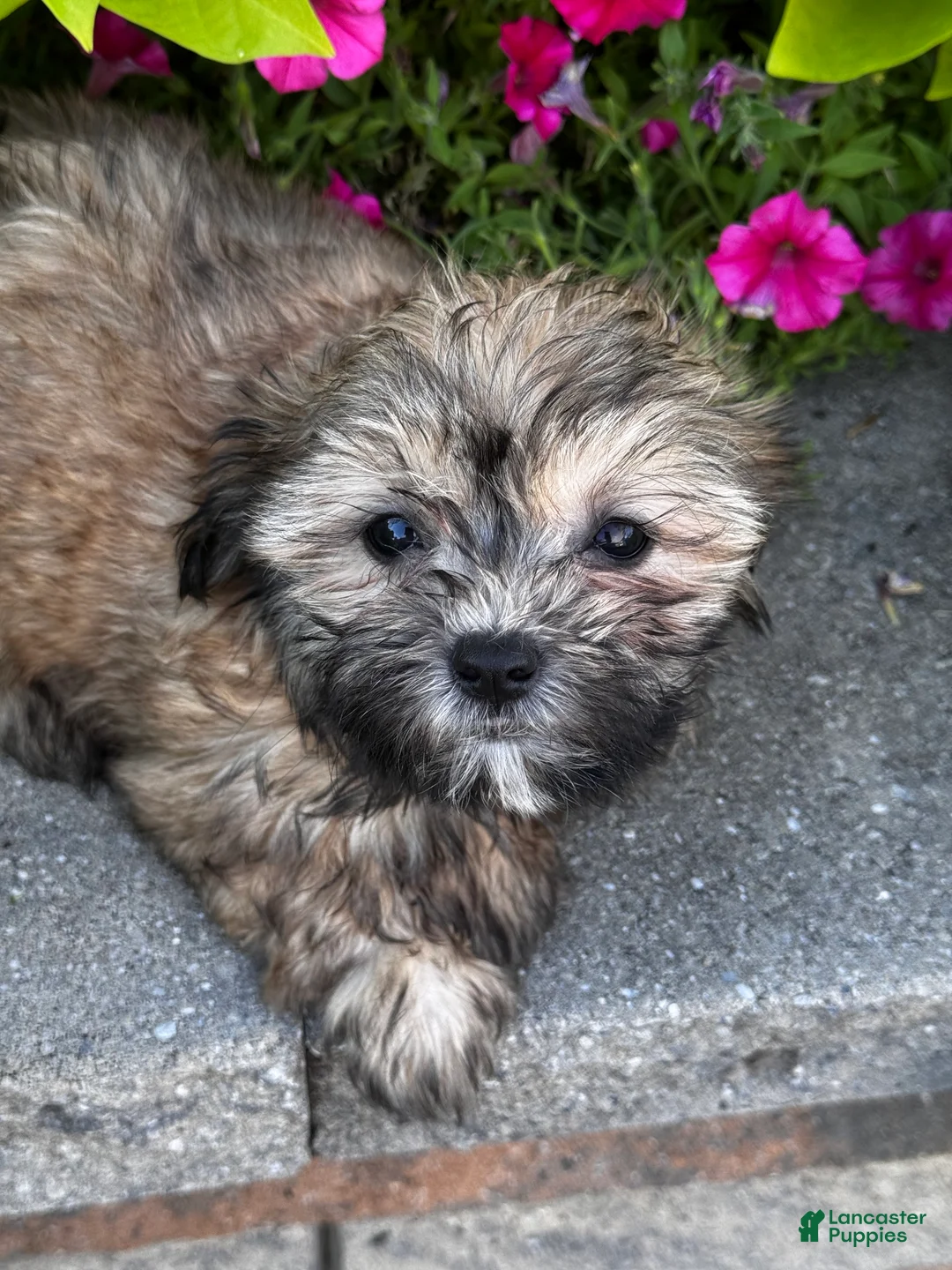 Mixed Breed dogs for sale: Siri🐾 - Ad 2