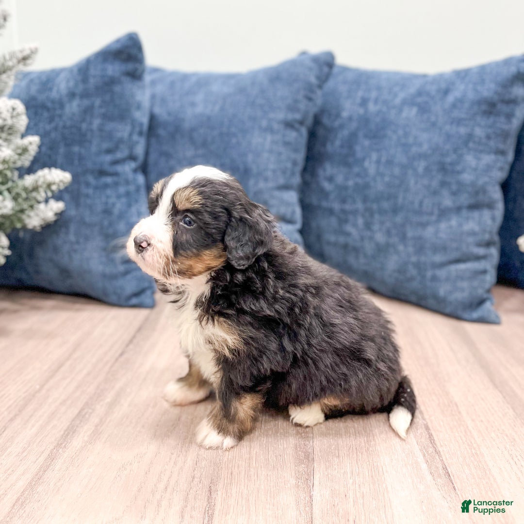 Mini Bernedoodle dogs for sale: Archie - Ad 7