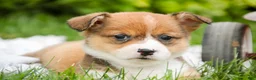 Welsh Corgi Pembroke dogs for sale: Apple Jacks Welsh Corgi Pembroke  - Ad 3