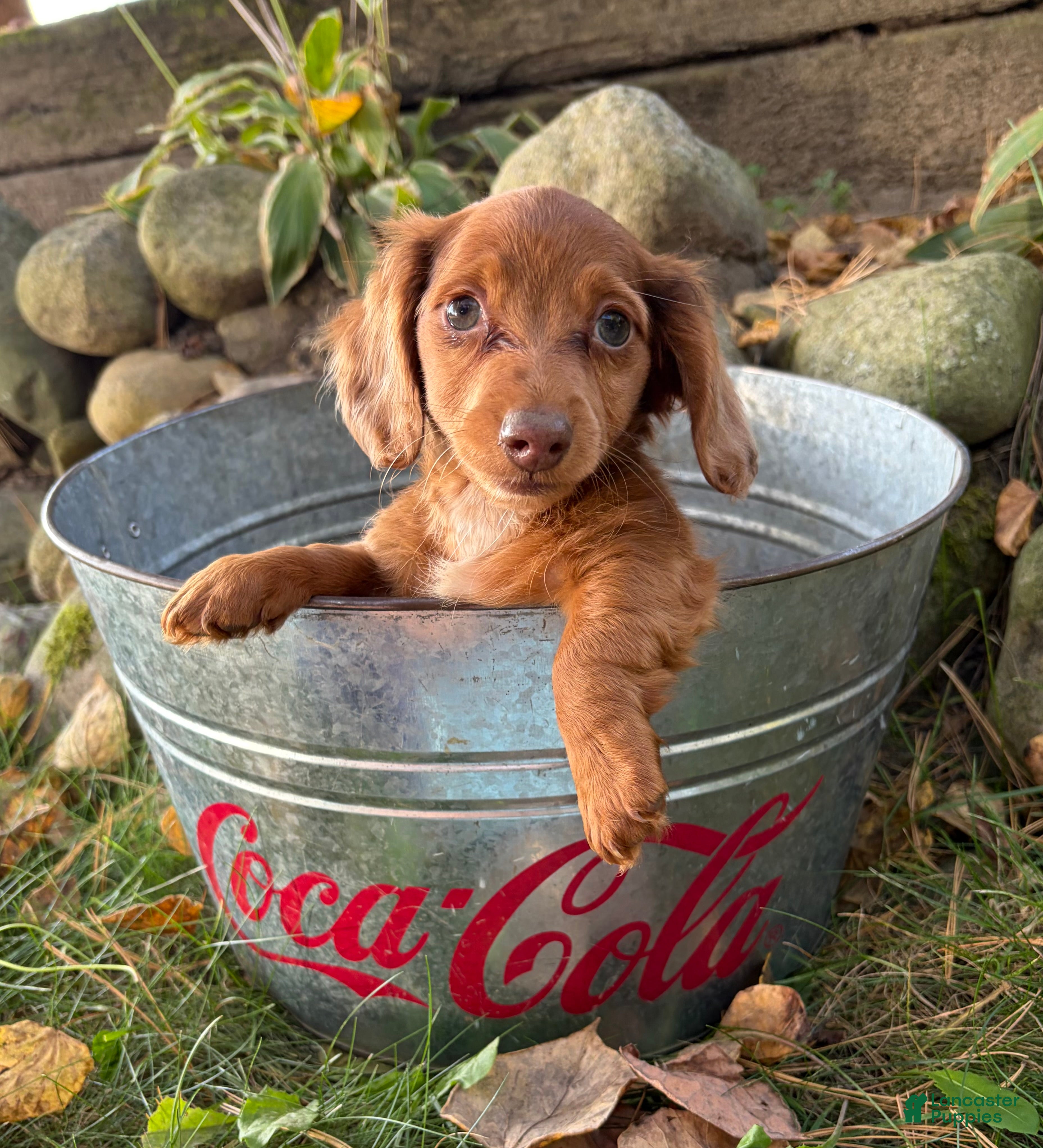 Dachshund dogs Sebastian - Ad 1