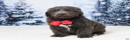Newfoundland dogs for sale: Cole - Ad 1