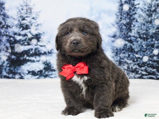 Newfoundland dogs Cole - Ad 32