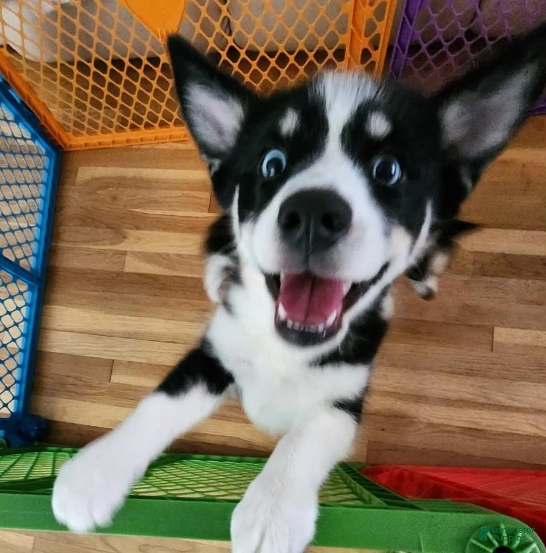 Pomsky dogs for sale: Pomsky 1 - Ad 7