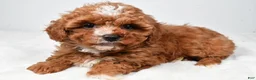 Cavapoo dogs for sale: Roxy - Ad 1