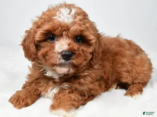 Cavapoo dogs Roxy - Ad 3