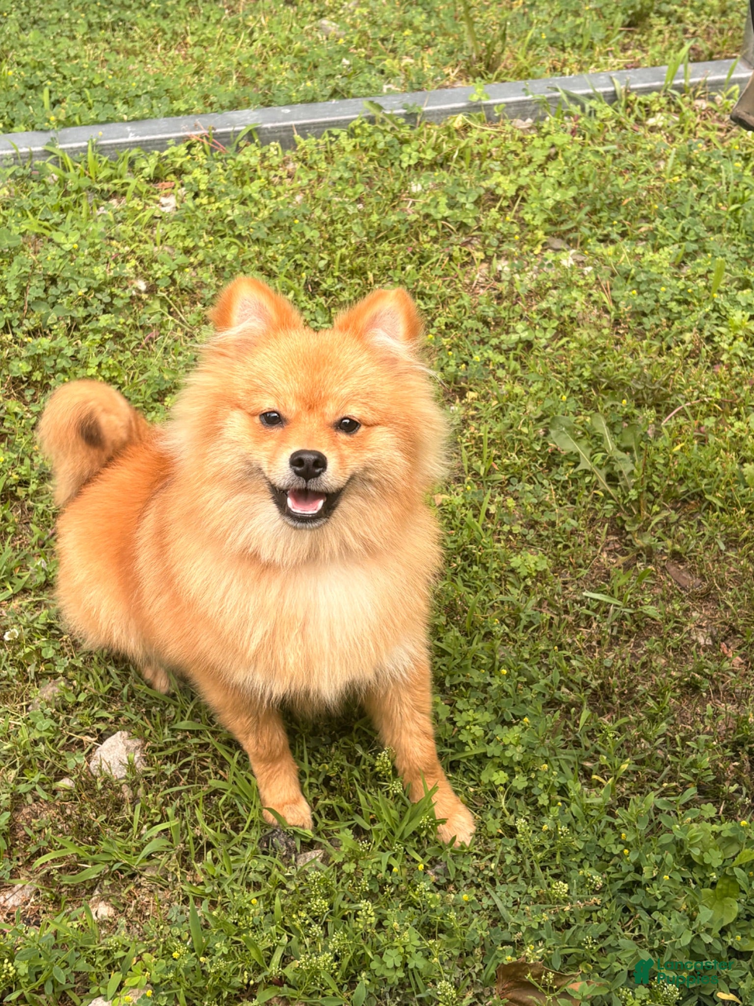 Pomeranian dogs Pomeranian 1 - Ad 35