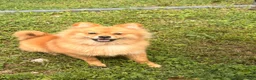 Pomeranian dogs for sale: Pomeranian 1 - Ad 1