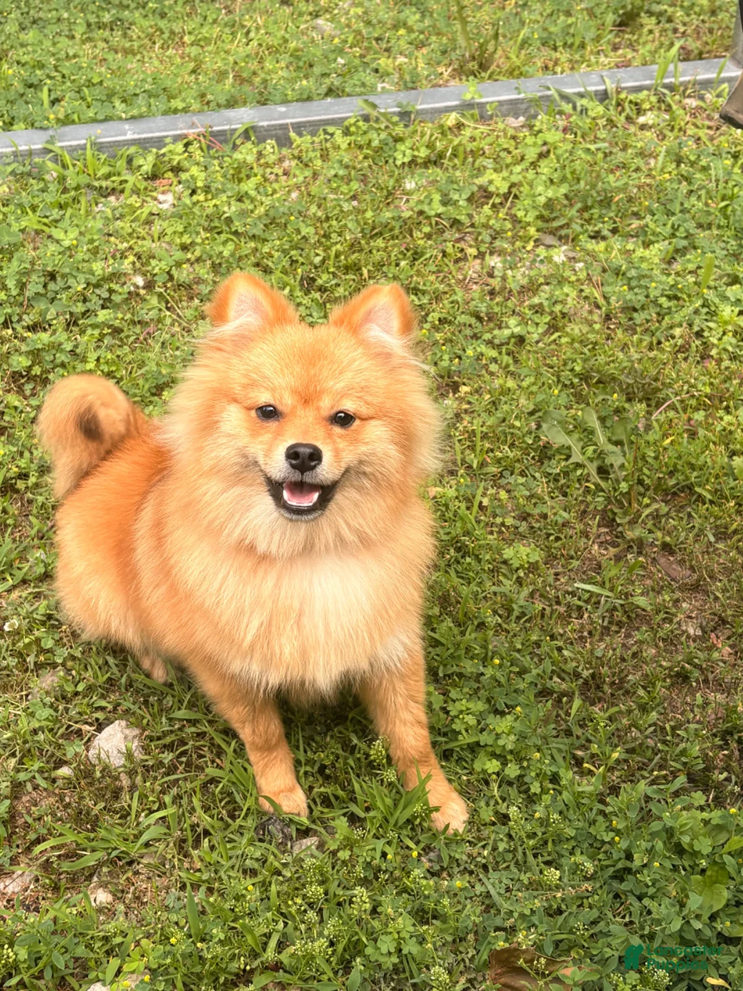 Pomeranian dogs for sale: Pomeranian 1 - Ad 1