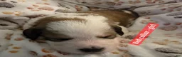 Mixed Breed dogs for sale: Light blue - Ad 17