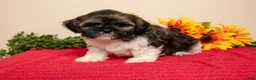 Shih Tzu dogs for sale: Teddy - Ad 3