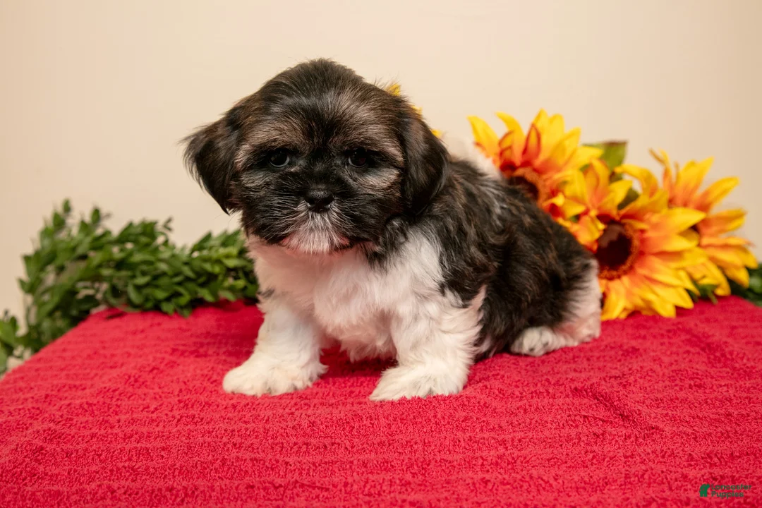 Shih Tzu dogs for sale: Teddy - Ad 3