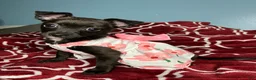 Chihuahua dogs for sale: 💞Chihuahua💞 - Ad 2
