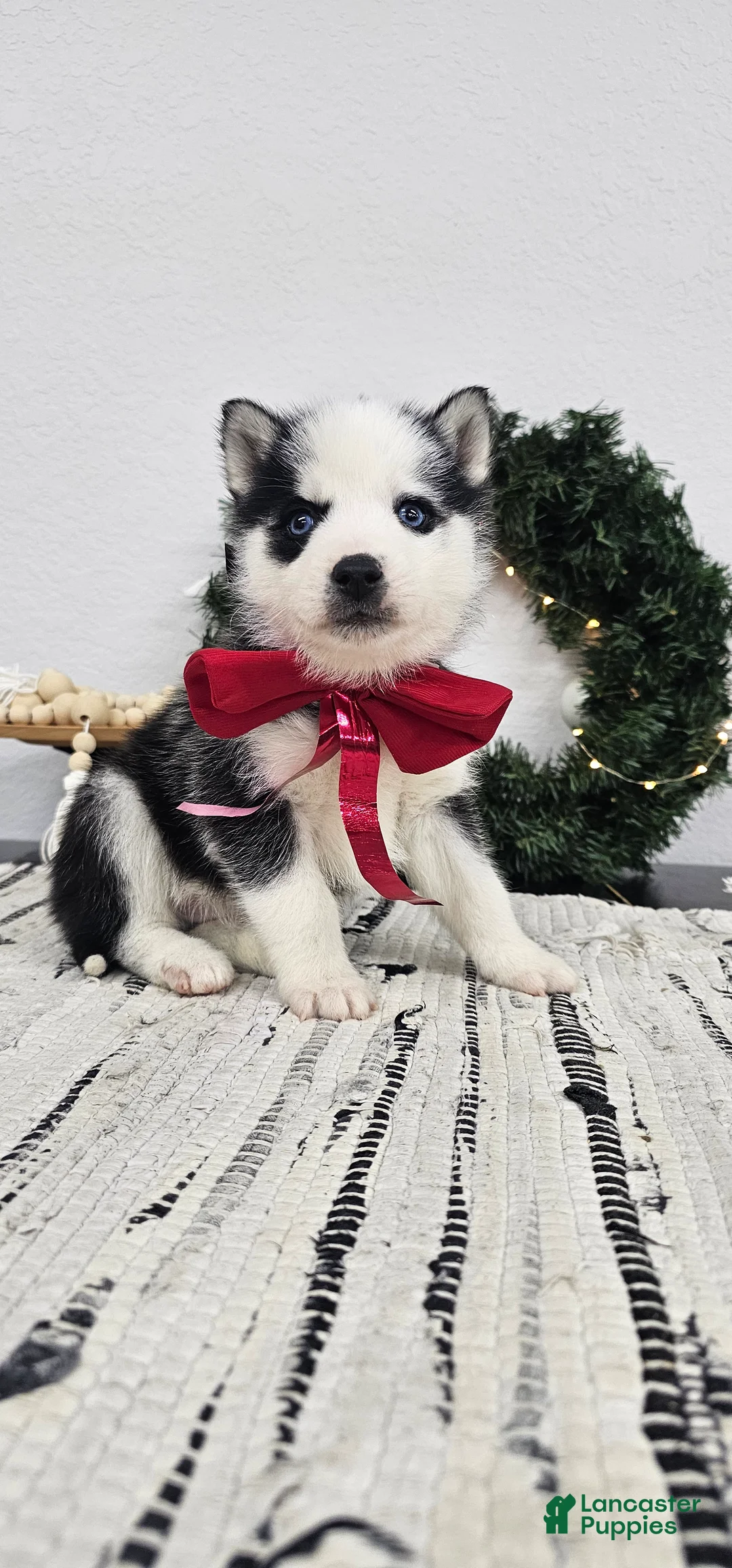 Siberian Husky dogs for sale: Archie - Ad 3