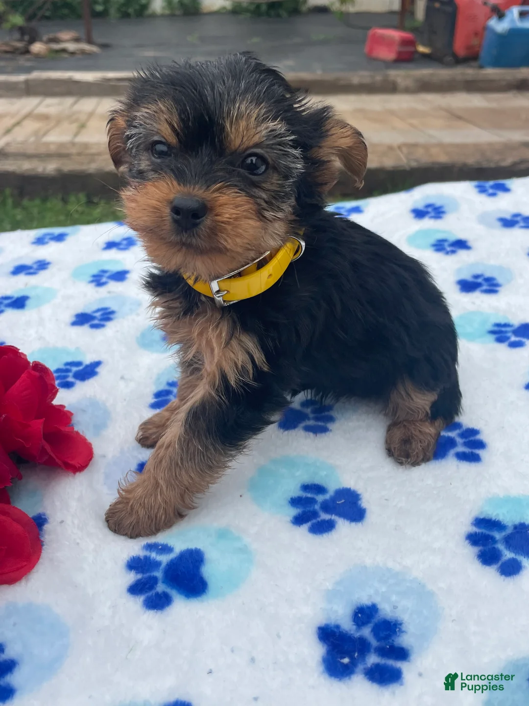 Yorkshire Terrier dogs for sale: Prince - Ad 2