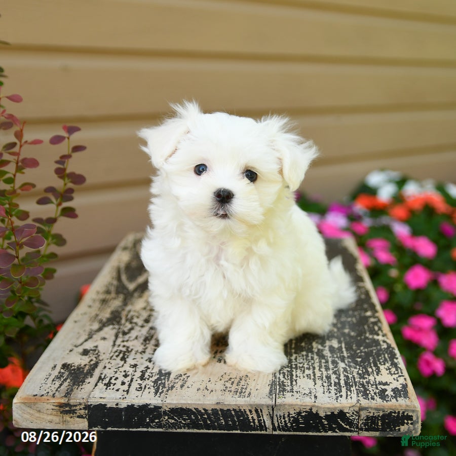 Maltese dogs Carter - Ad 1