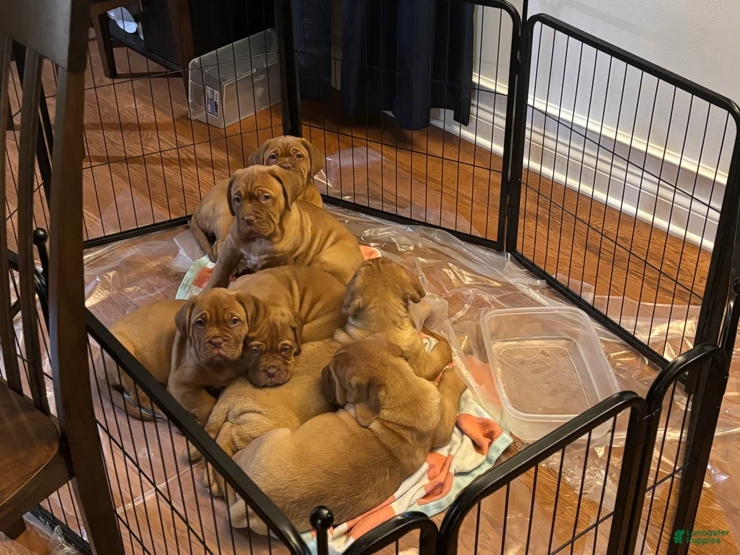 Dogue De Bordeaux dogs for sale: Dogue De Bordeaux Puppy 5 - Ad 23