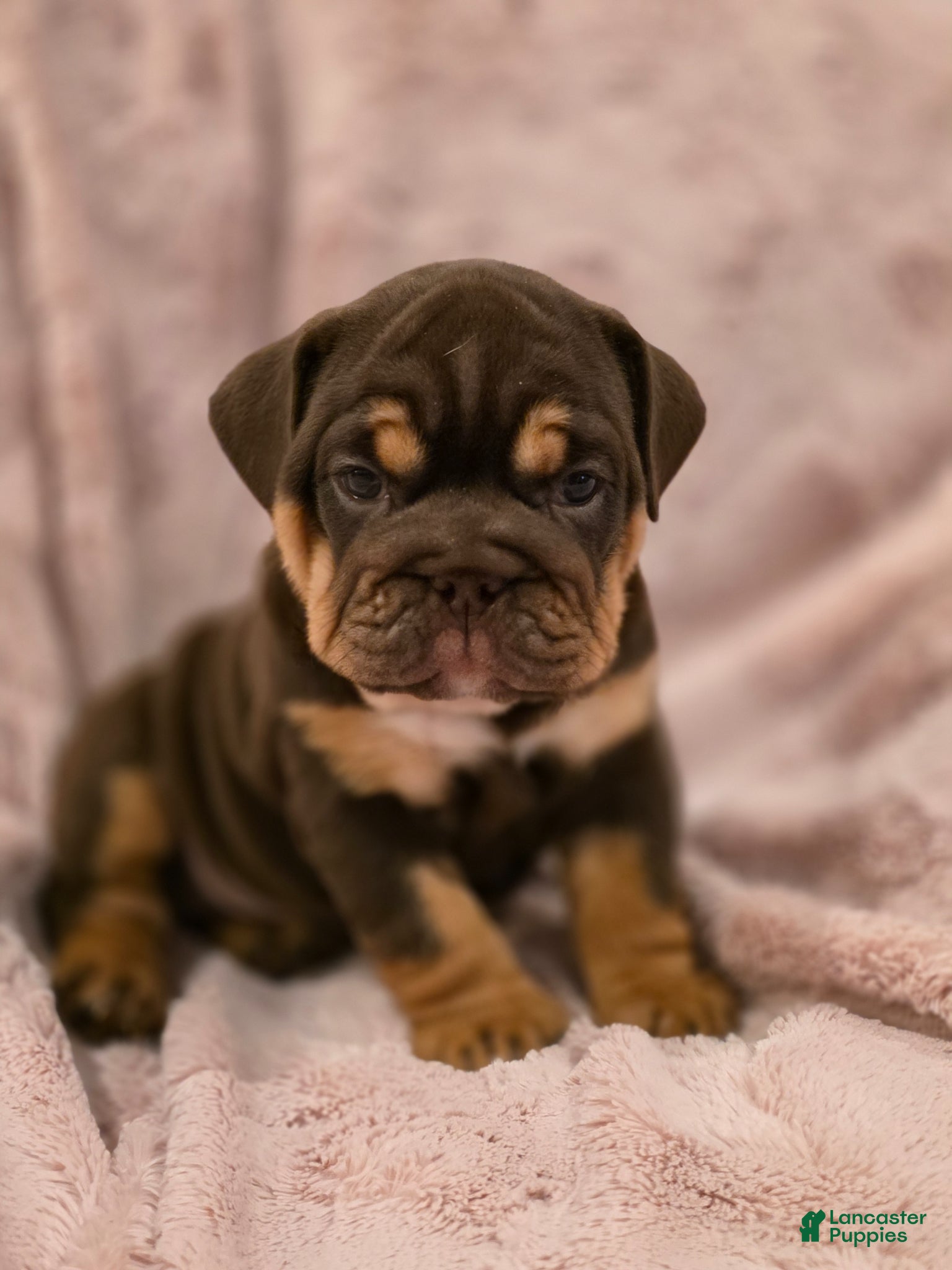 English Bulldog dogs for sale: Cocoa - Ad 4