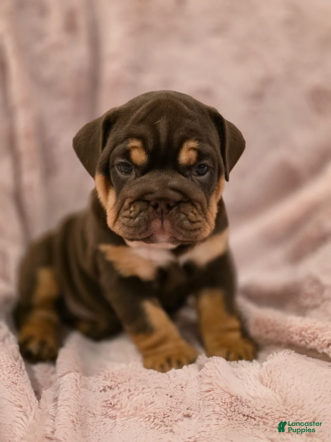 English Bulldog dogs for sale: Cocoa - Ad 1