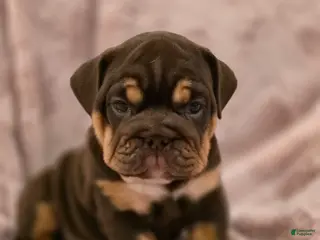 English Bulldog dogs for sale: Cocoa - Ad 4