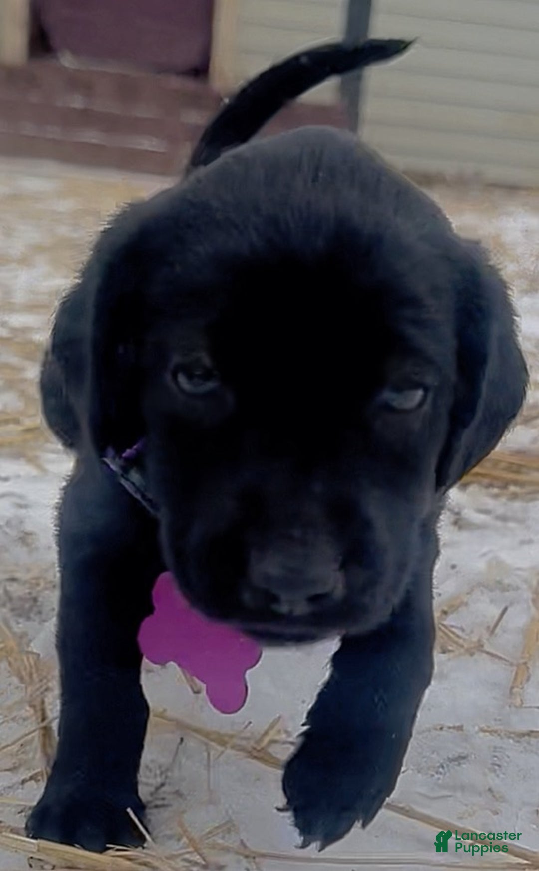 Labrador Retriever dogs for sale: Labrador Retriever Puppy 1 - Ad 13