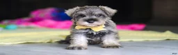 Miniature Schnauzer dogs for sale: Henry - Ad 7