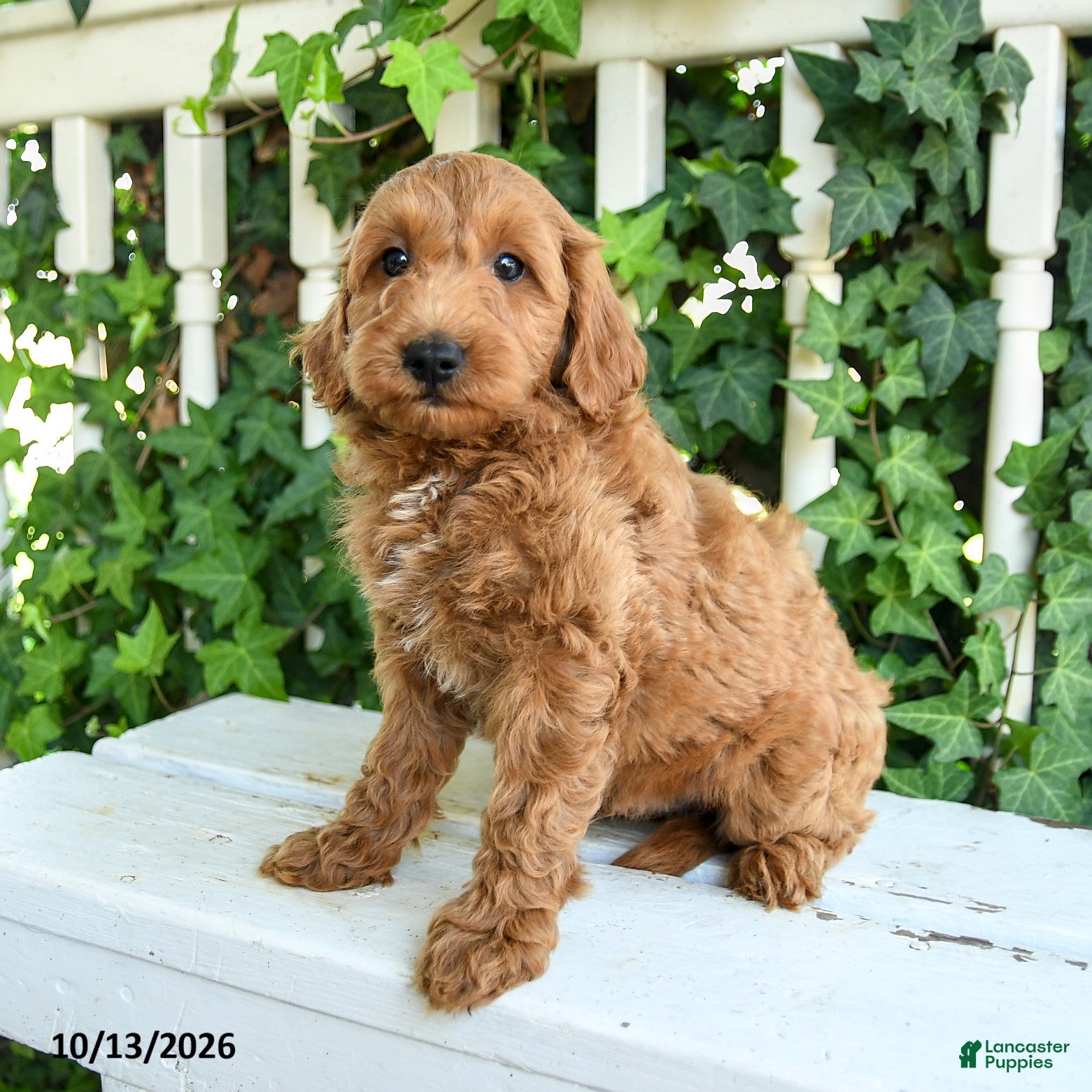 Mini Goldendoodle dogs for sale: Ruffles - Ad 1