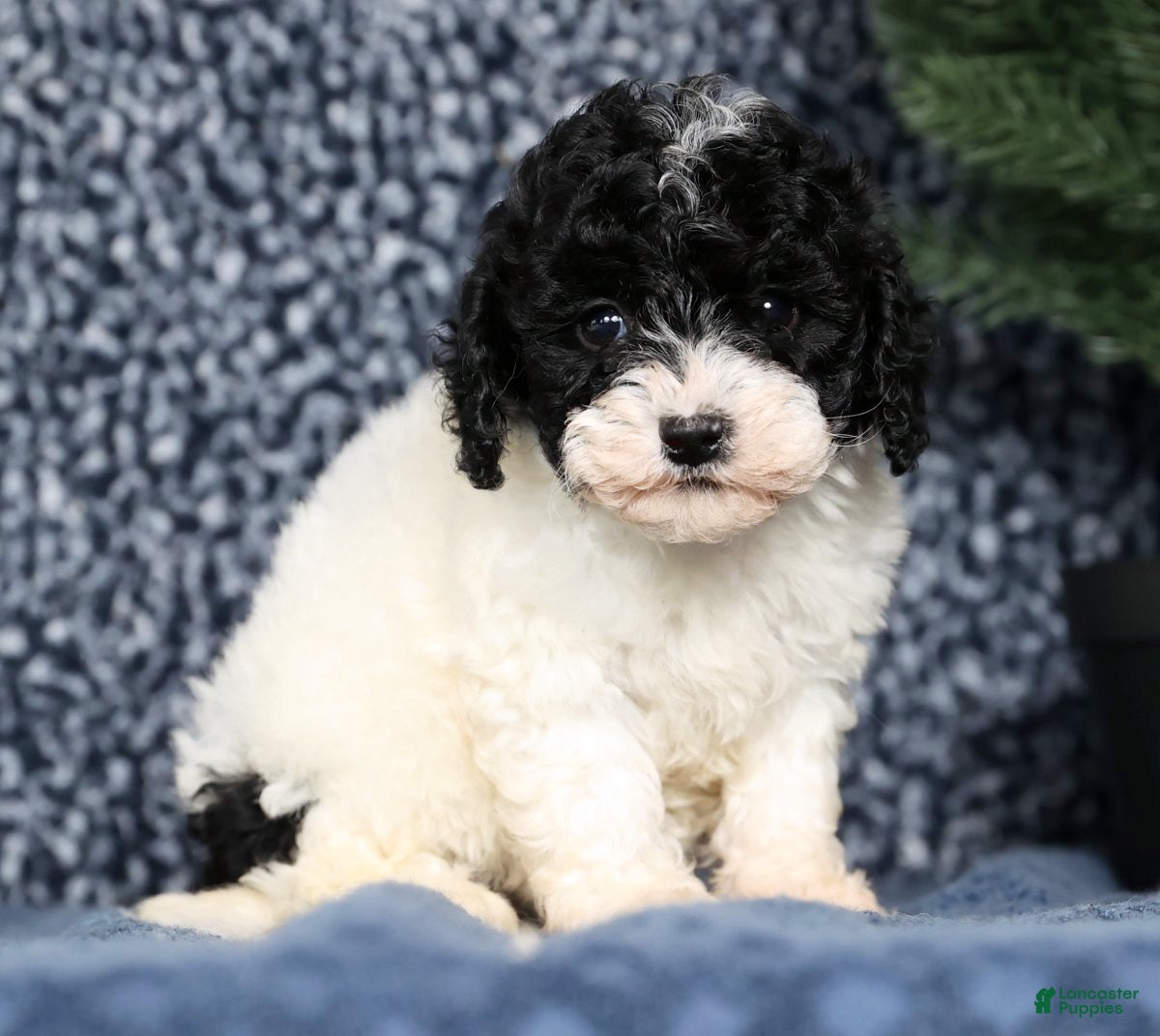 Havapoo dogs Lexie - Ad 1