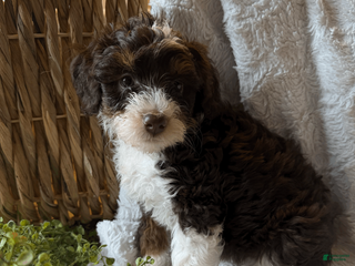 Mini Bernedoodle dogs for sale: Casper - Ad 2