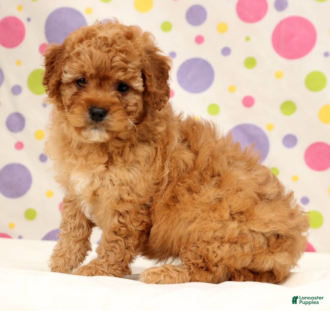 Cavapoo dogs for sale: Abbigail - Ad 3
