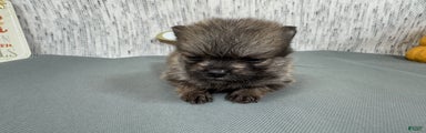 Pomeranian Puppy 1