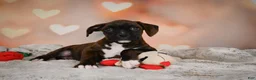 Boxer dogs for sale: Lilly - Ad 4