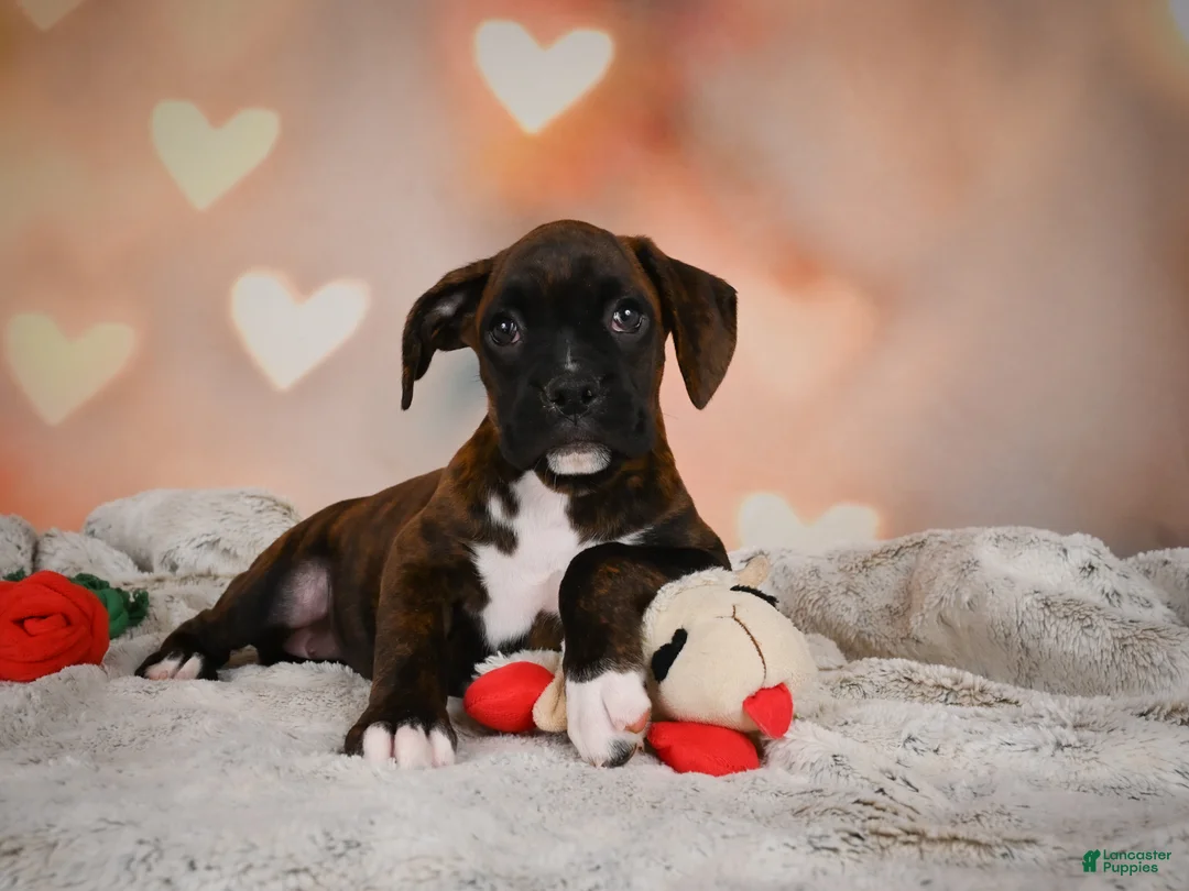Boxer dogs for sale: Lilly - Ad 4