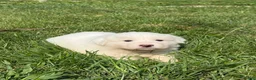 Great Pyrenees dogs for sale: Mrs Orange  - Ad 5
