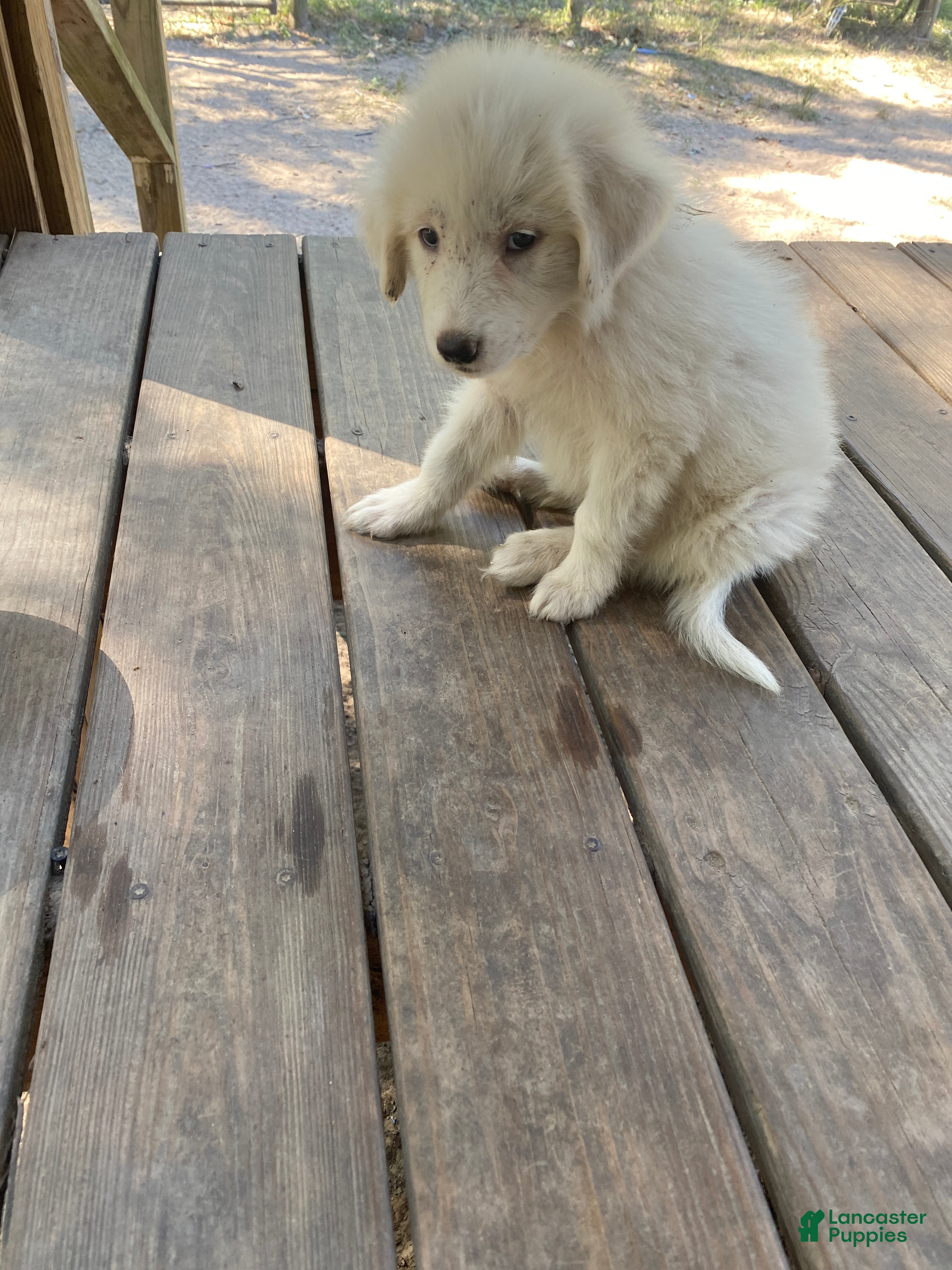 Great Pyrenees dogs for sale: Great Pyrenees 2 - Ad 31