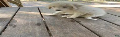 Great Pyrenees 2