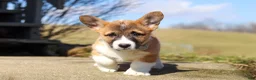 Welsh Corgi Pembroke dogs for sale: Arthur - Ad 3