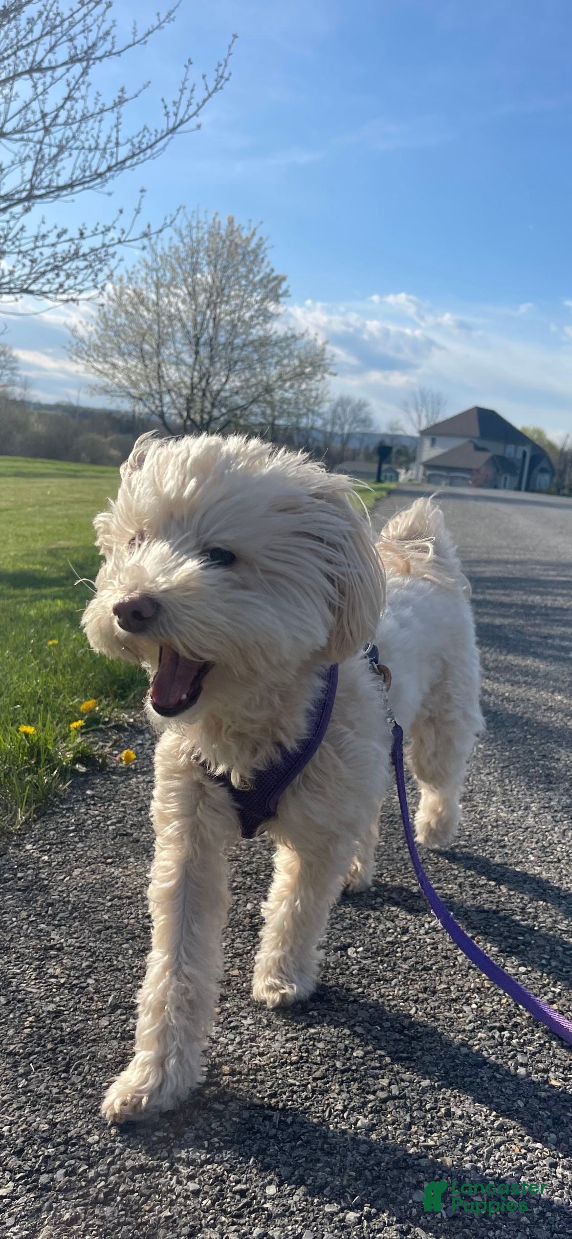 Mixed Breed dogs Mixed Breed Puppy 5 - Ad 35