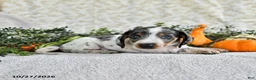 Miniature Dachshund dogs for sale: Joy - Ad 2